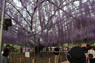Wisteria in Ashikaga Flower Park in Gunma Prefecture, Japan.