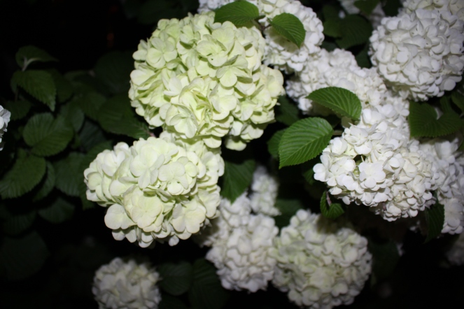 Peonies in Ashikaga Flower Park in Gunma Prefecture, Japan.