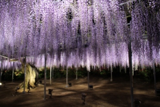 Wisteria in Ashikaga Flower Park in Gunma Prefecture, Japan.